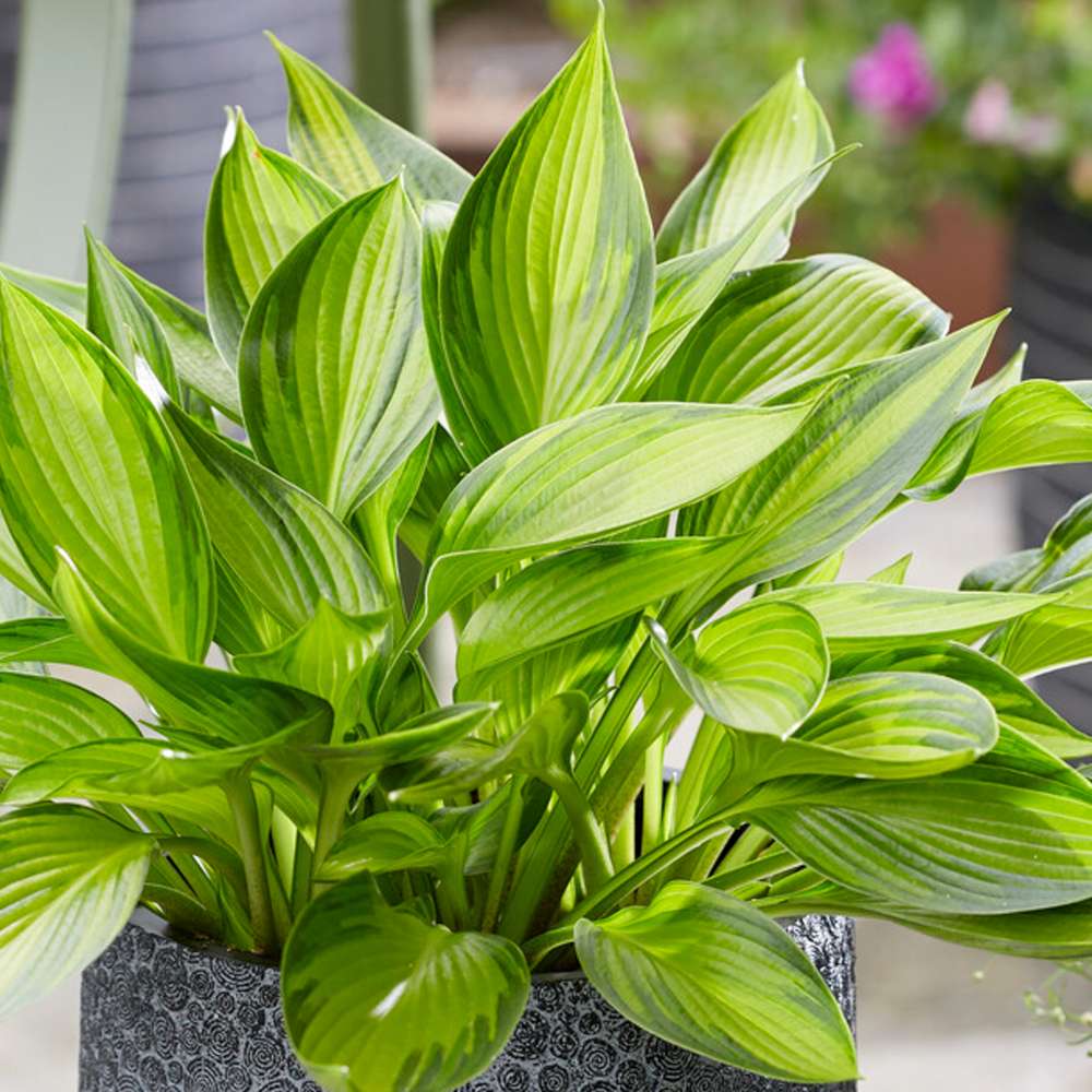 Hosta 'Ayesha'